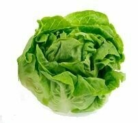 Kopfsalat