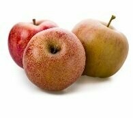 Apfel Boskoop