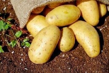 KARTOFFEL