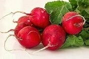Radieschen rot  Bund