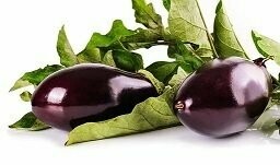Aubergine violett Aubergine violett