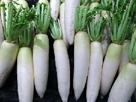 Rettich  weiss  dick
