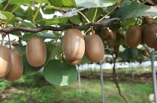 Kiwi grün