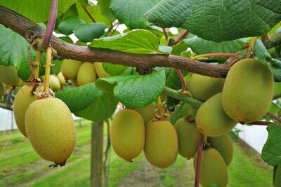 KIWI