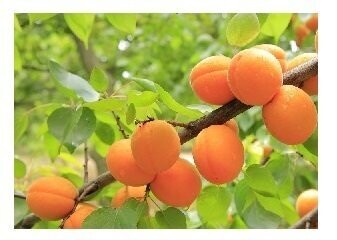 Aprikosen