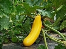 Zucchini  gelb