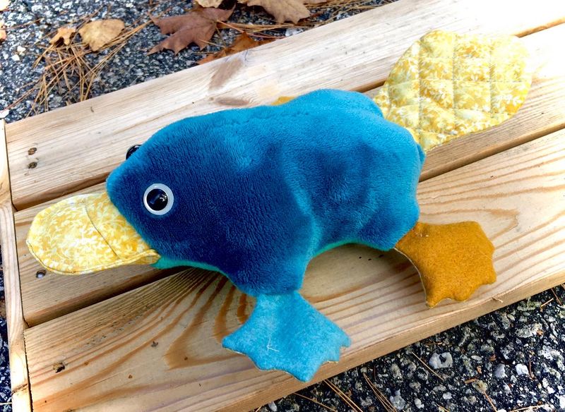 Platypus Photos