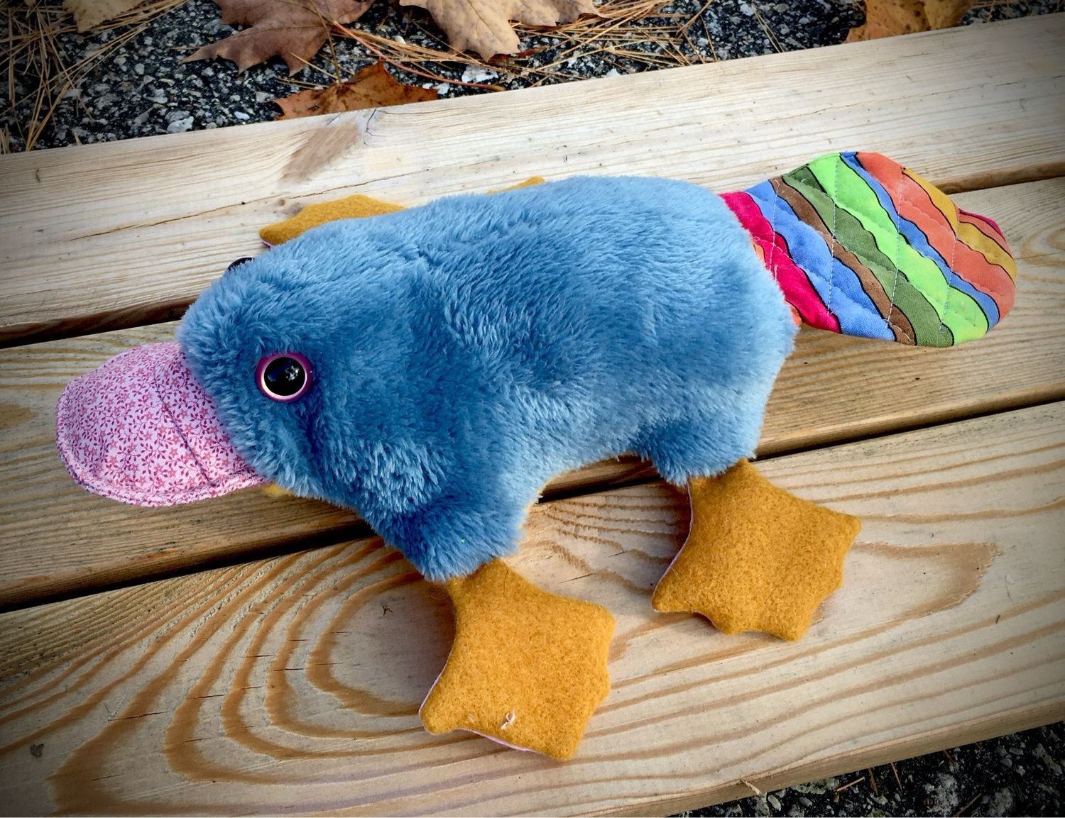 Platypus Photos