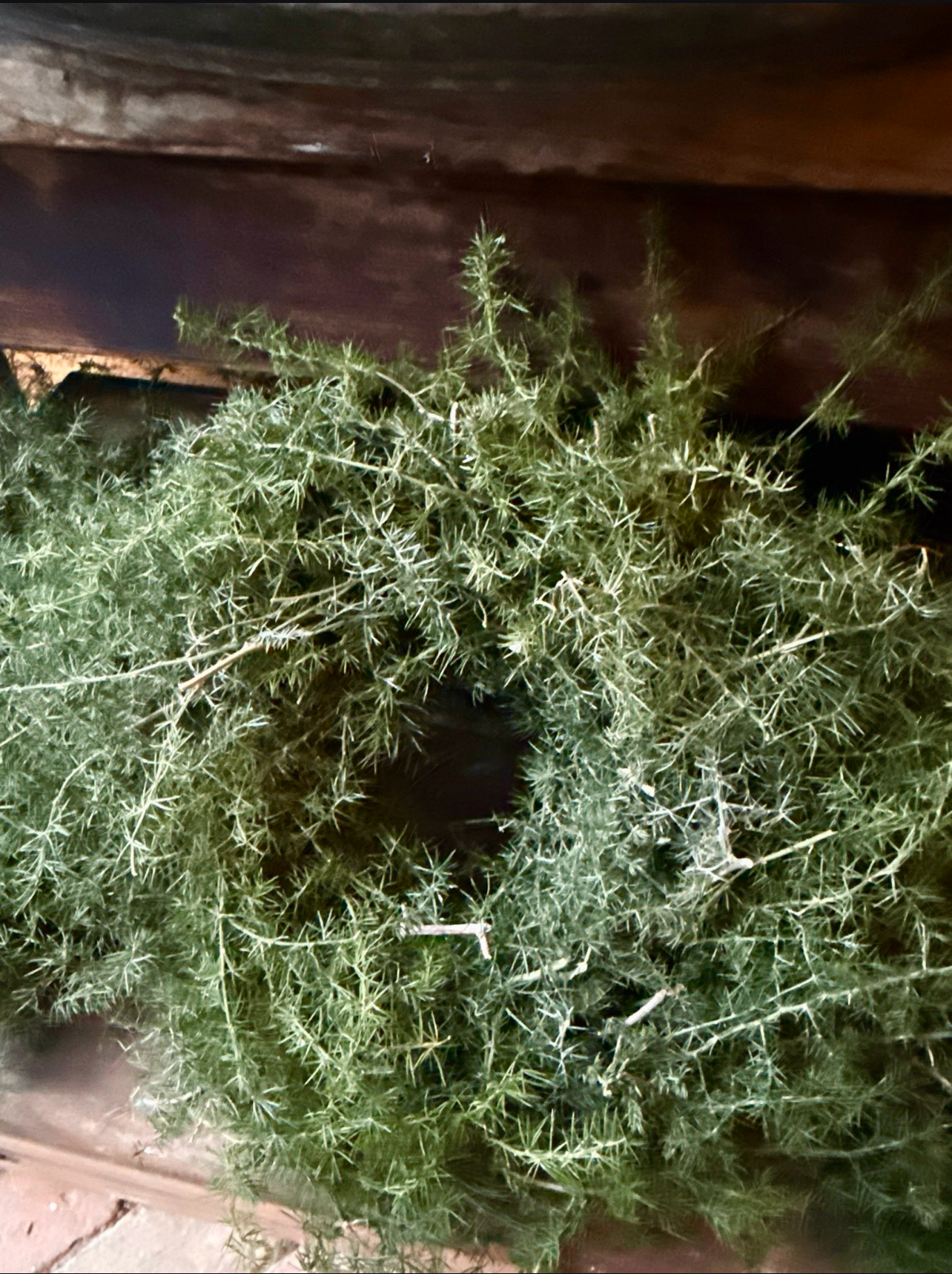 Frisch gebundener Asparaguskranz „Natur“, in 20 cm