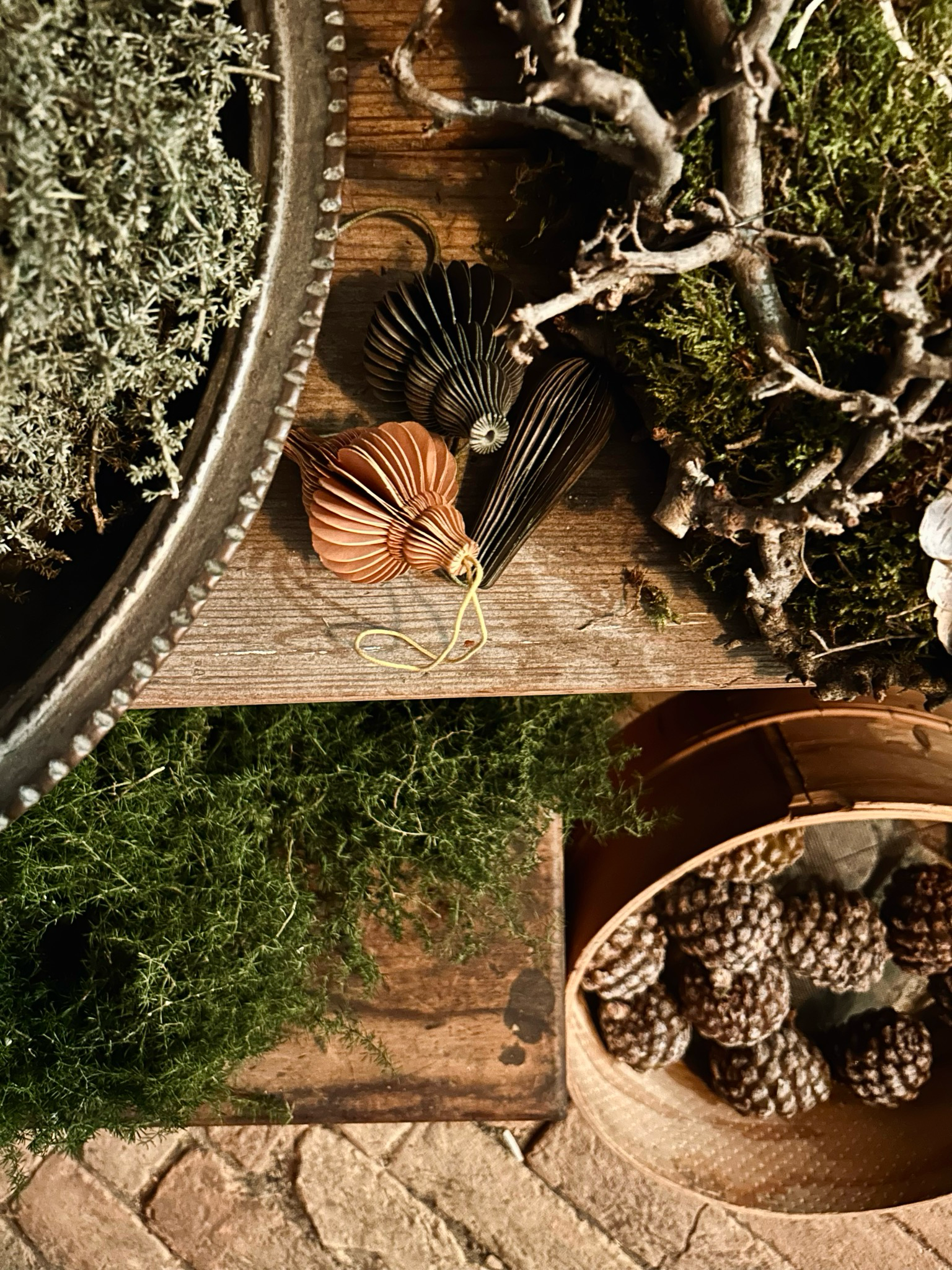 Frische Pinienzapfen, gross