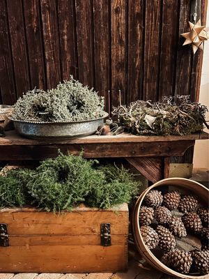 Frische Pinienzapfen, gross