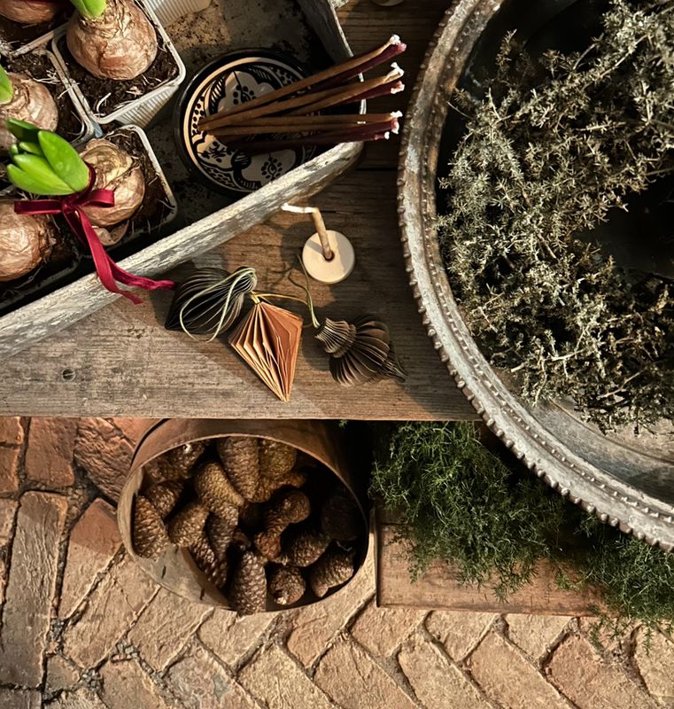 Frische Pinienzapfen, klein Frische Pinienzapfen, klein