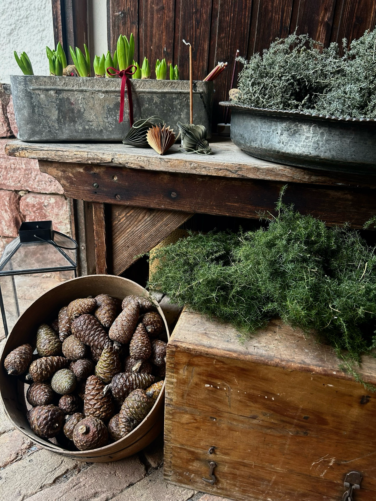 Frische Pinienzapfen, klein