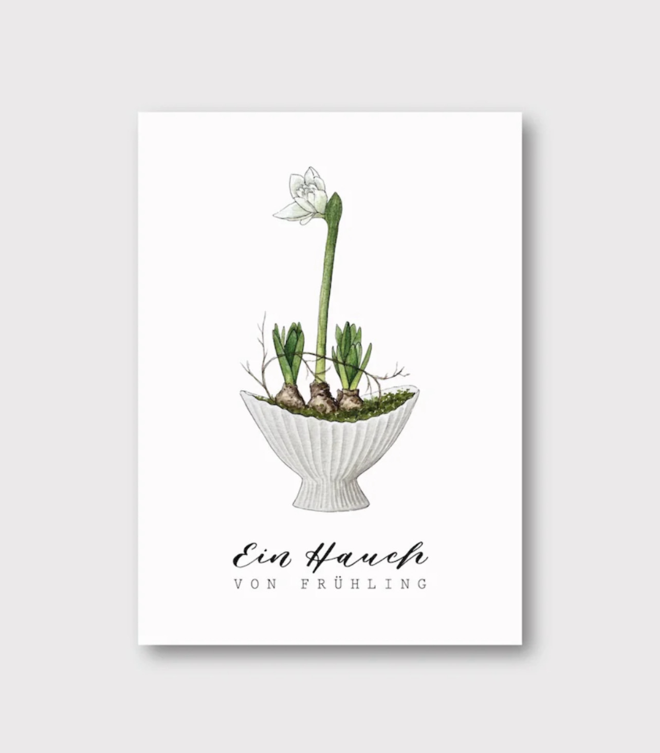 Postkarte „Ein Hauch von Frühling“ Amaryllis von Frollein Lücke