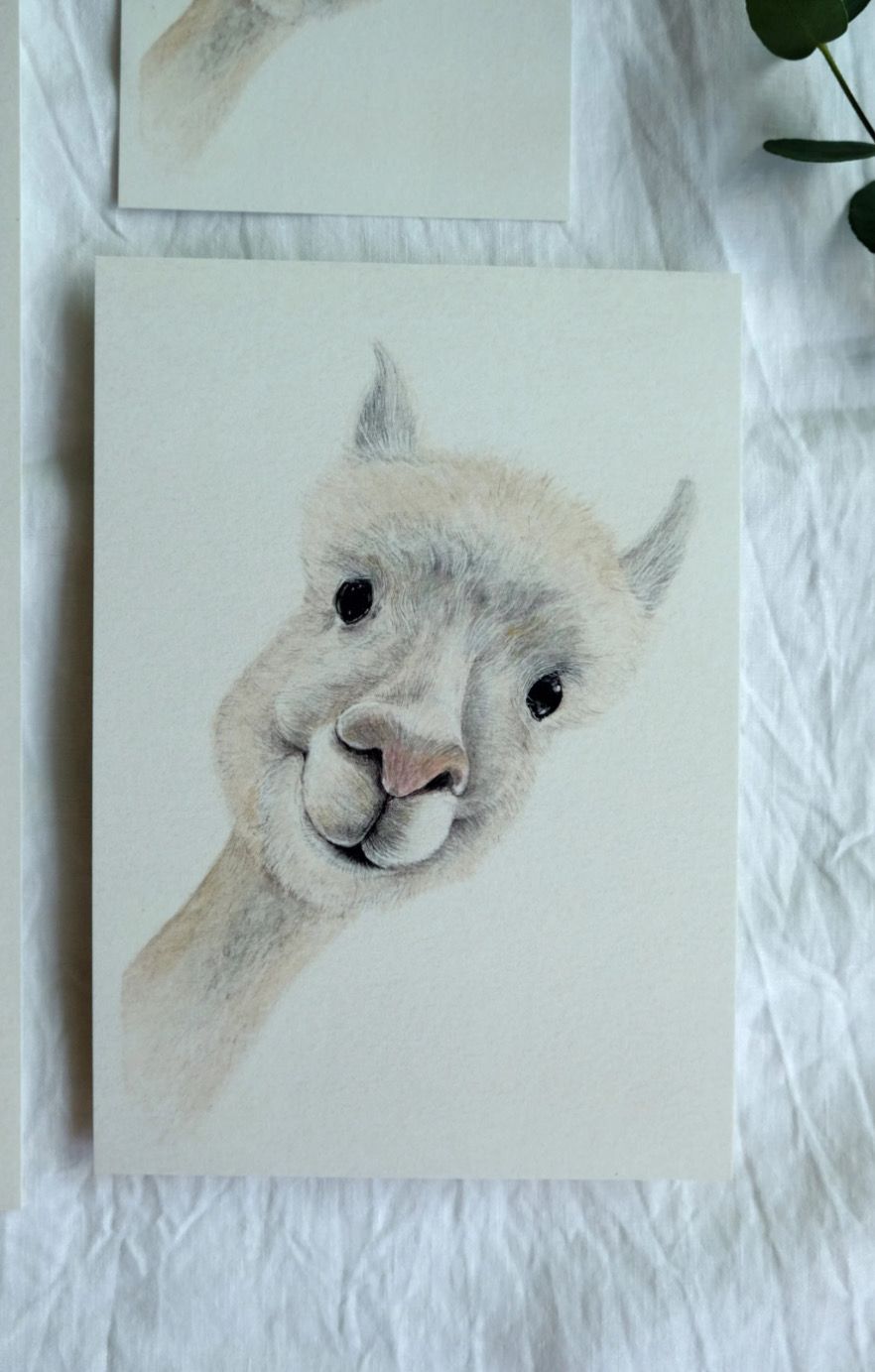 Postkarte „Alpaka Frieder“