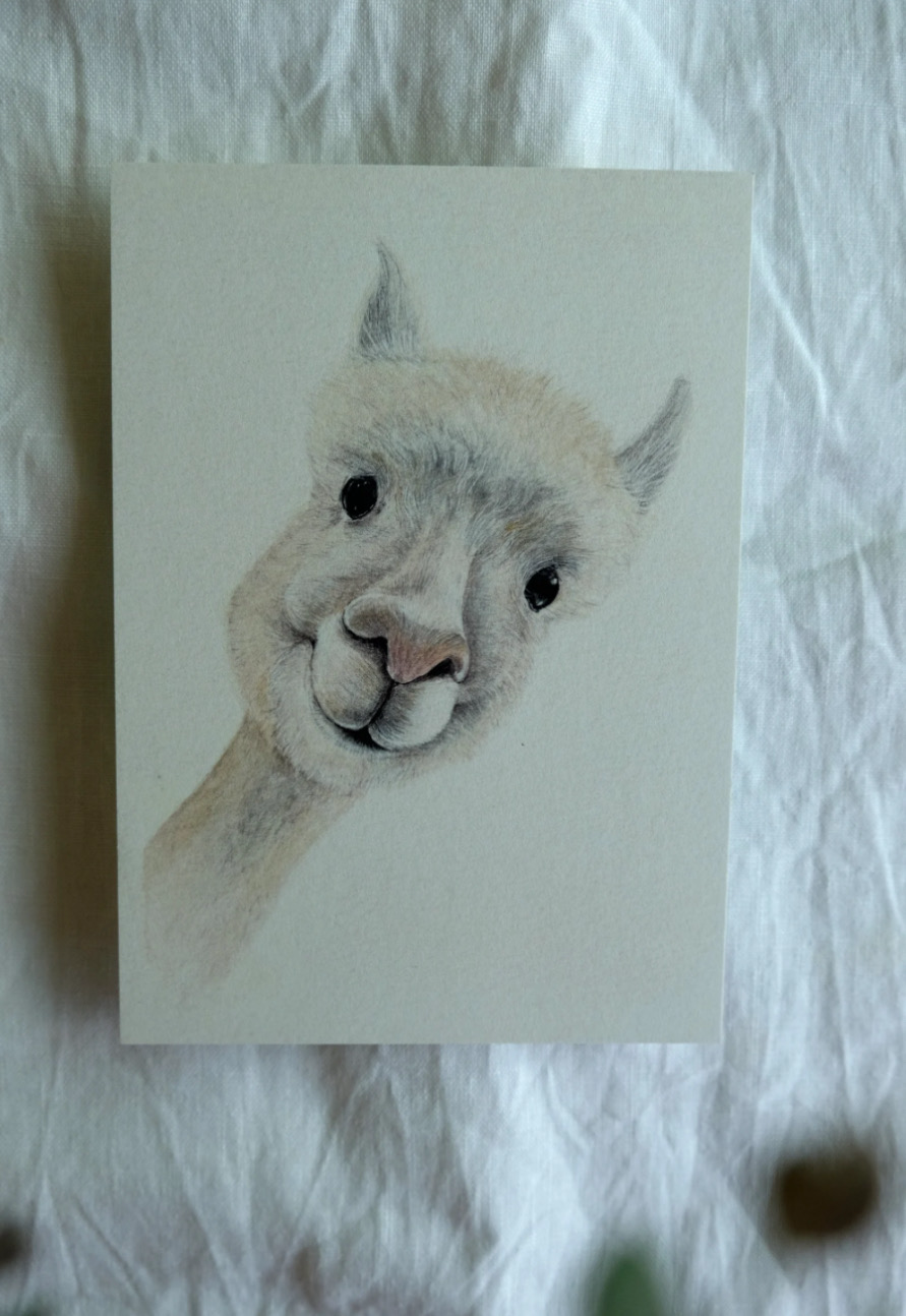 Postkarte „Alpaka Frieder“