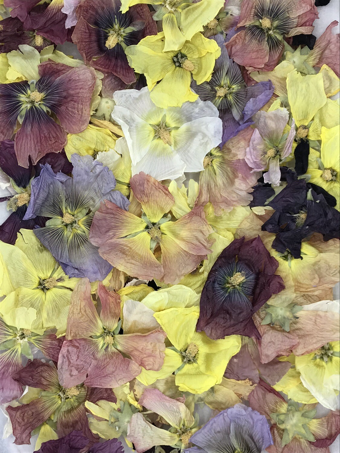 ​Malva rosa   disidratata