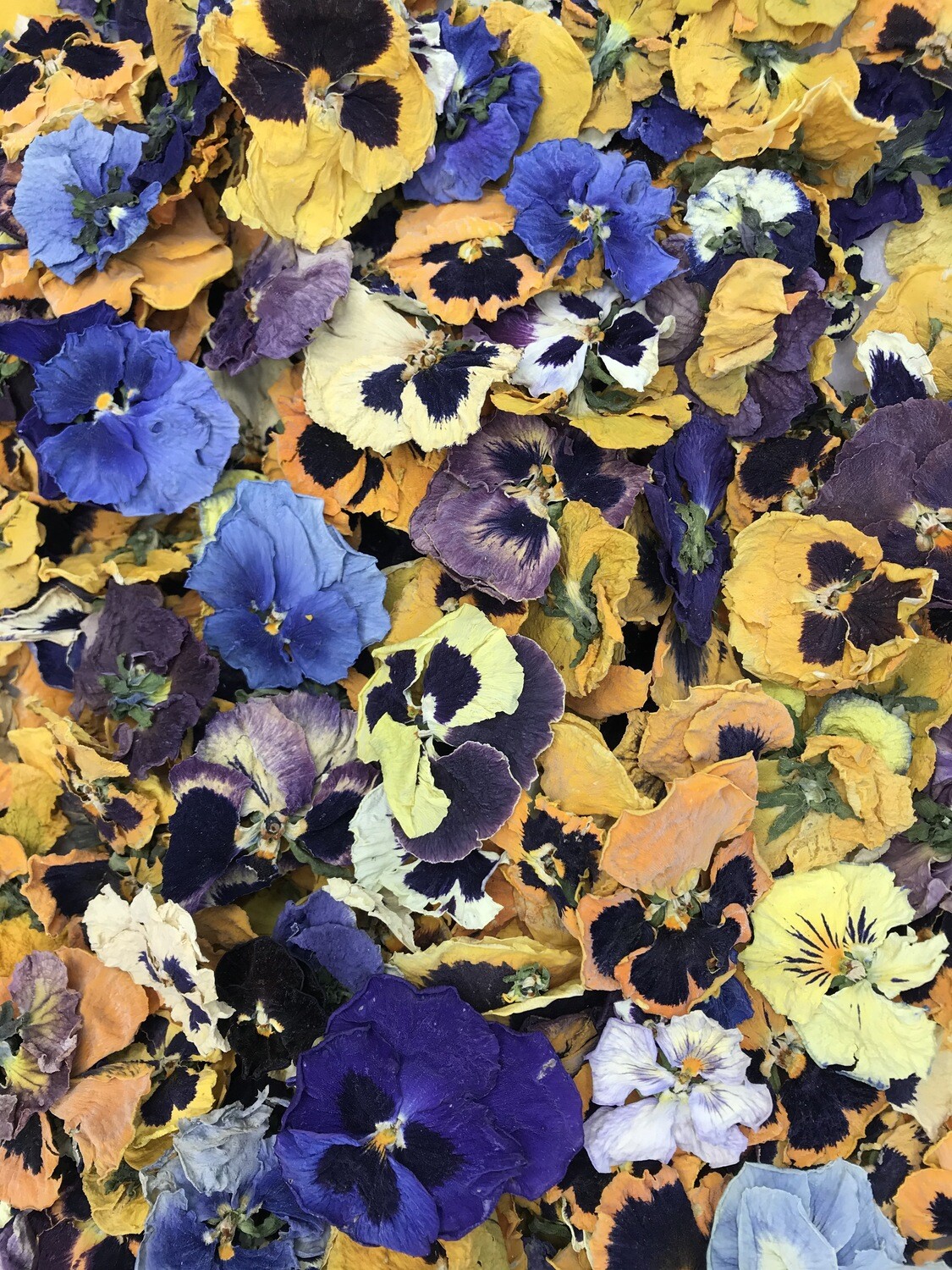 ​Viola del pensiero bio  disidratata