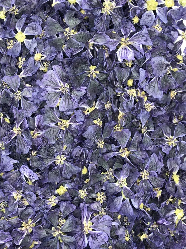 ​Malva  disidratata