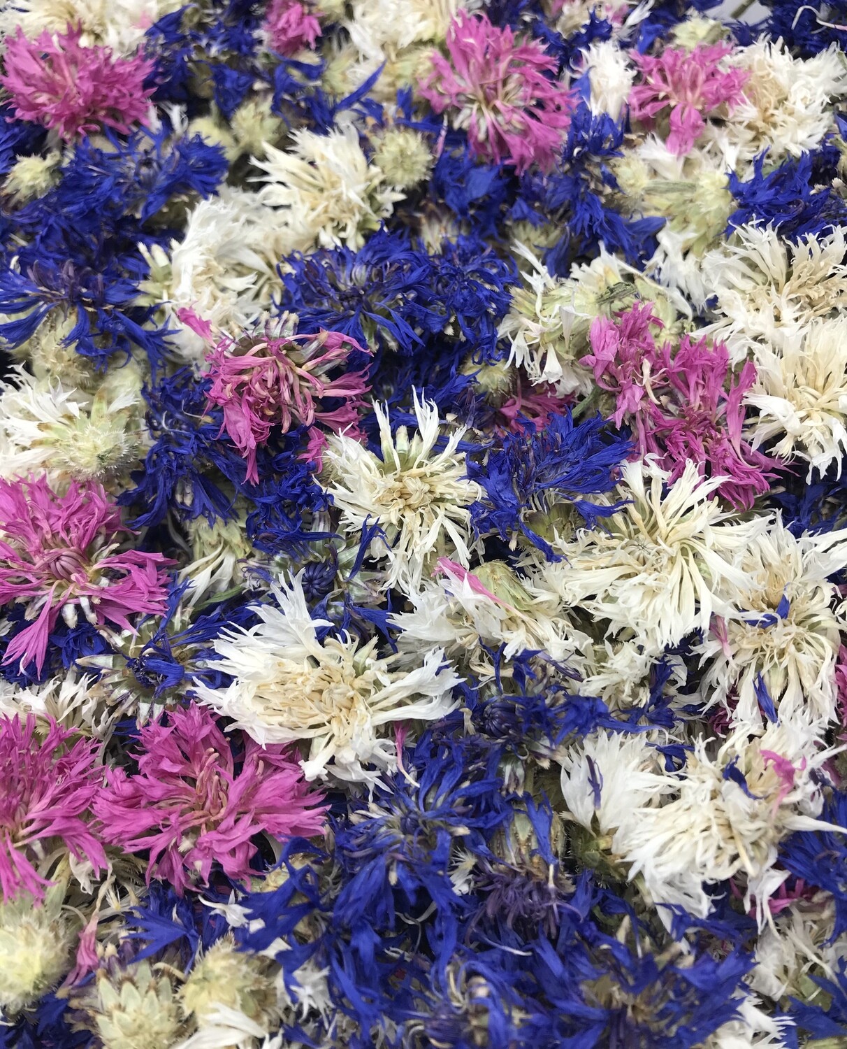 ​Fiordaliso  disidratato