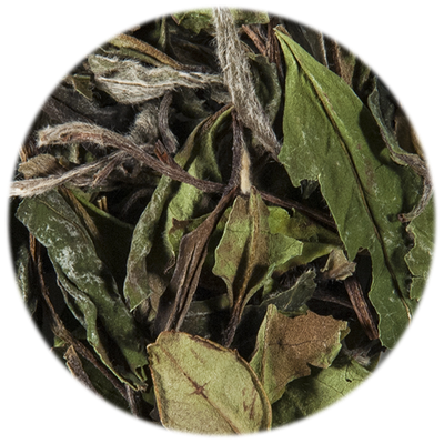 Tè Bianco Pai Mu Tan BIO