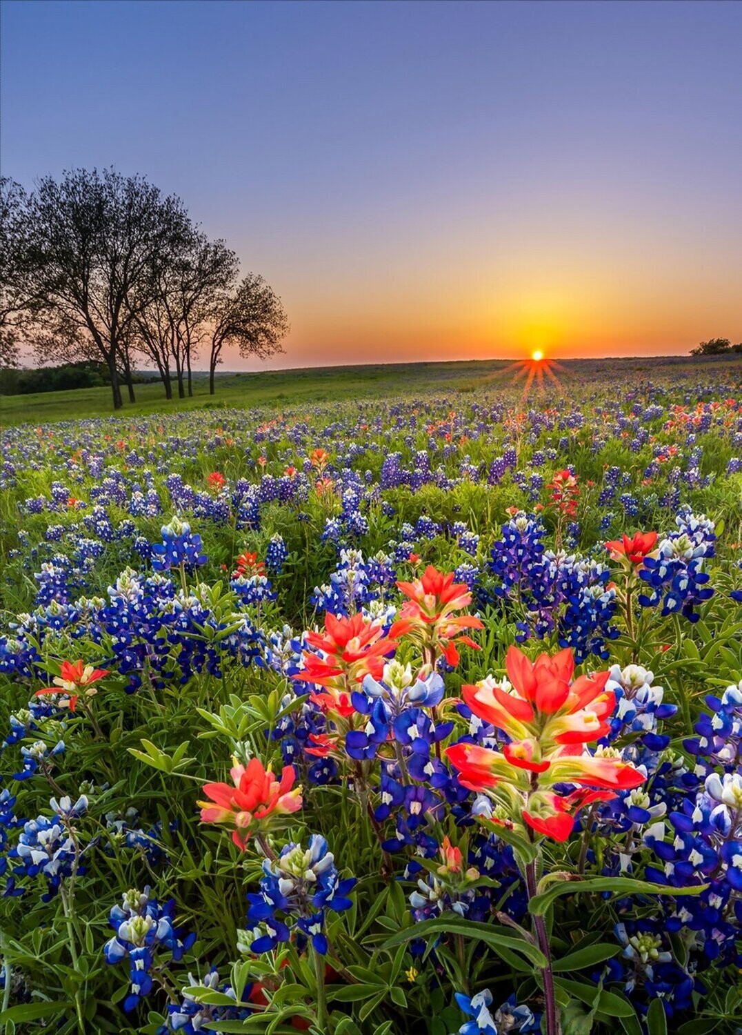 Bluebonnet Shop Hop Panel | Digital Print Quilting Cotton Panel