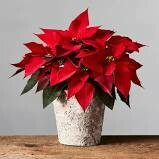 Red Poinsettia Red Poinsettia