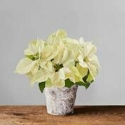 White Poinsettia White Poinsettia
