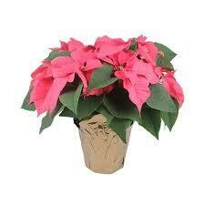 Pink Poinsettia Pink Poinsettia