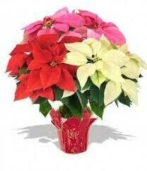 Poinsettias Poinsettias