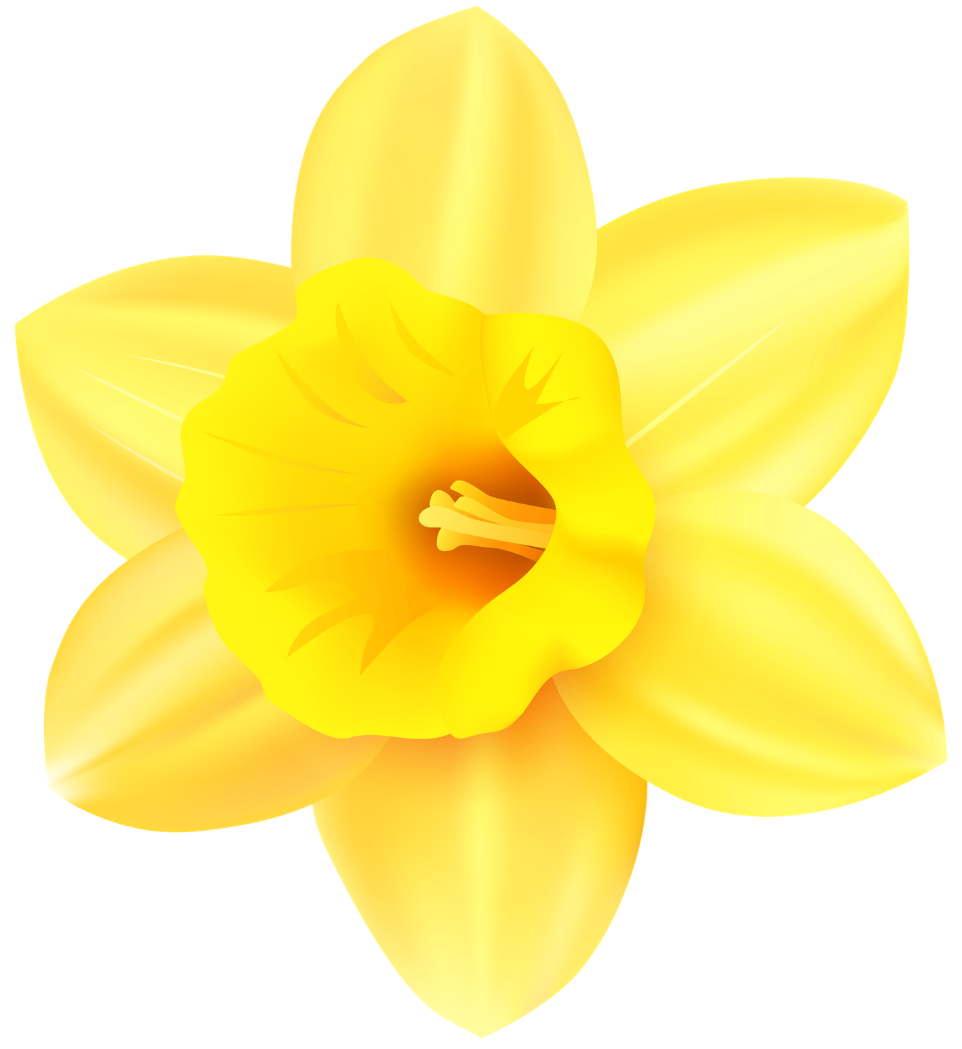 Daffodils