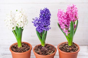 Hyacinths