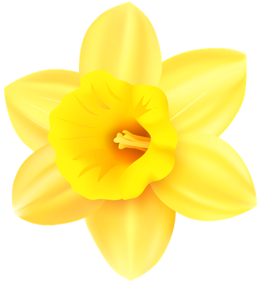 Daffodils