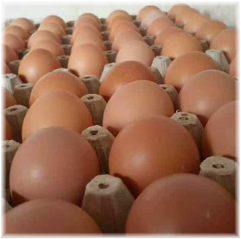 Dos panales de huevos AAA