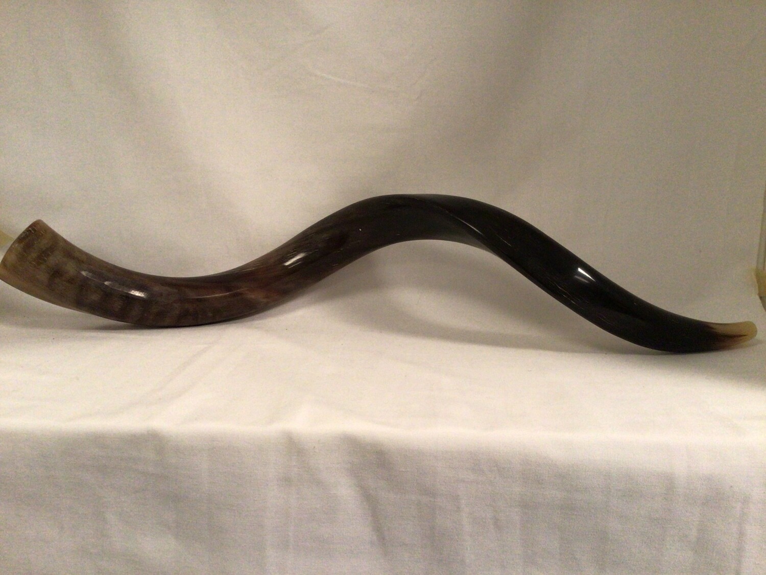 Yemenite 24&quot; Large Shofar 