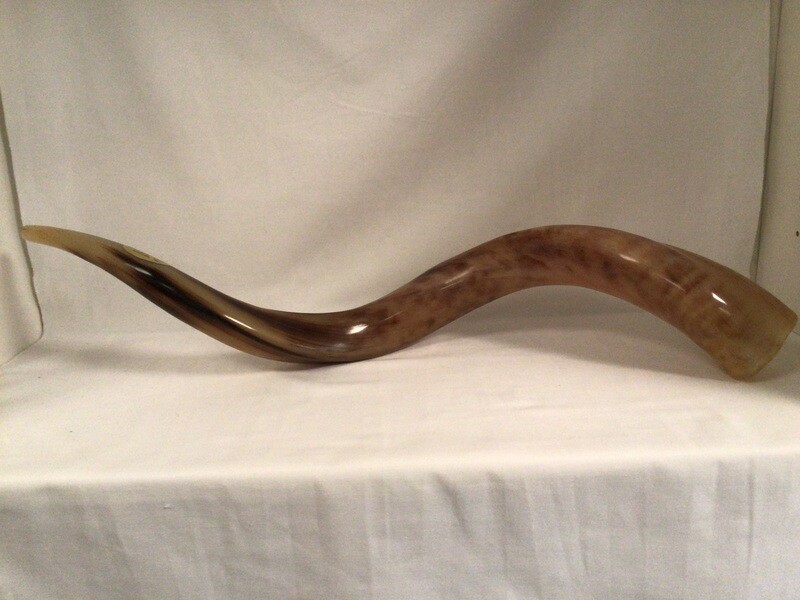 Polished Yemenite Large Shofar