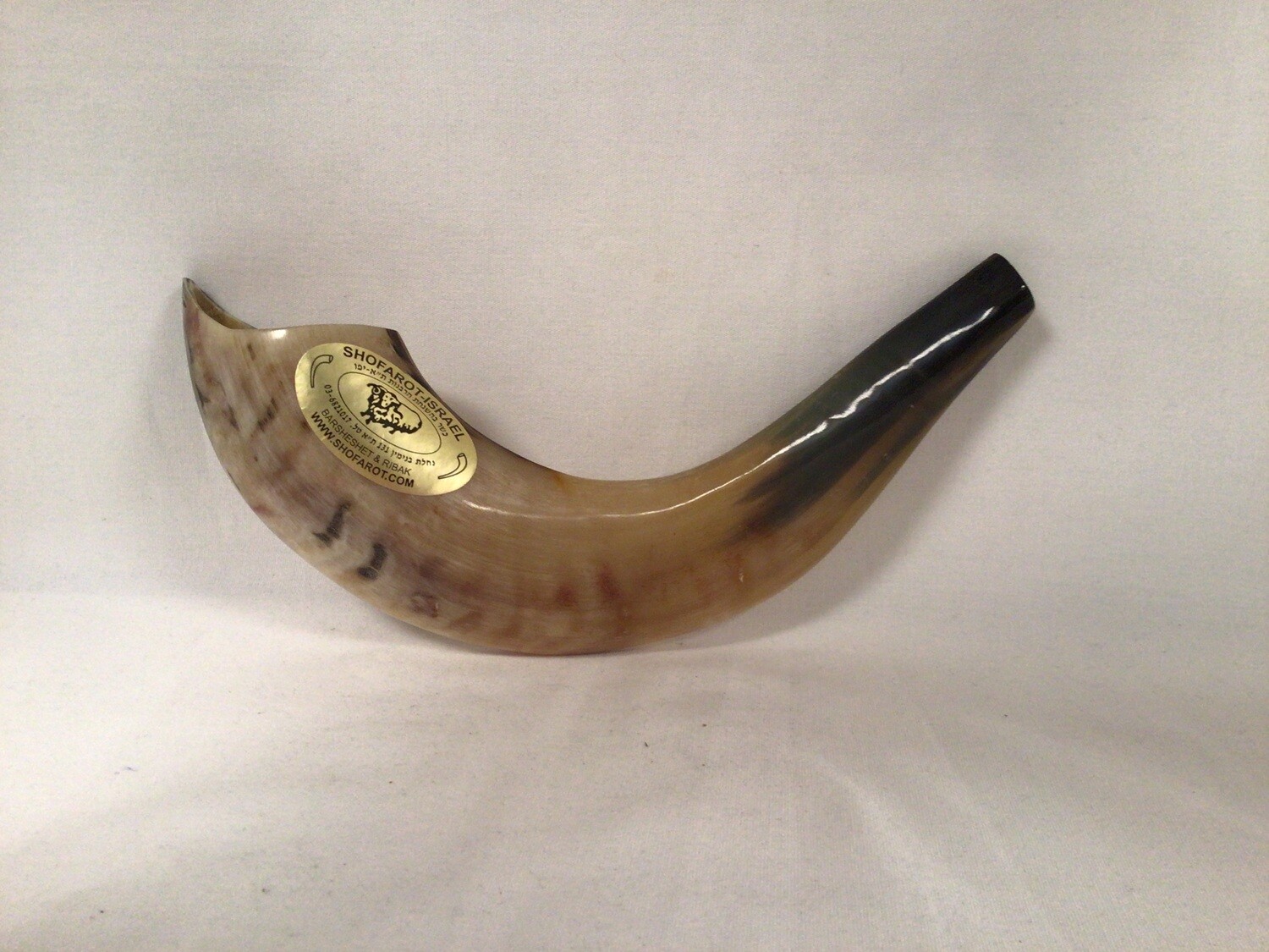 Beige and Brown Tones  Polished 14 &quot; Shofar