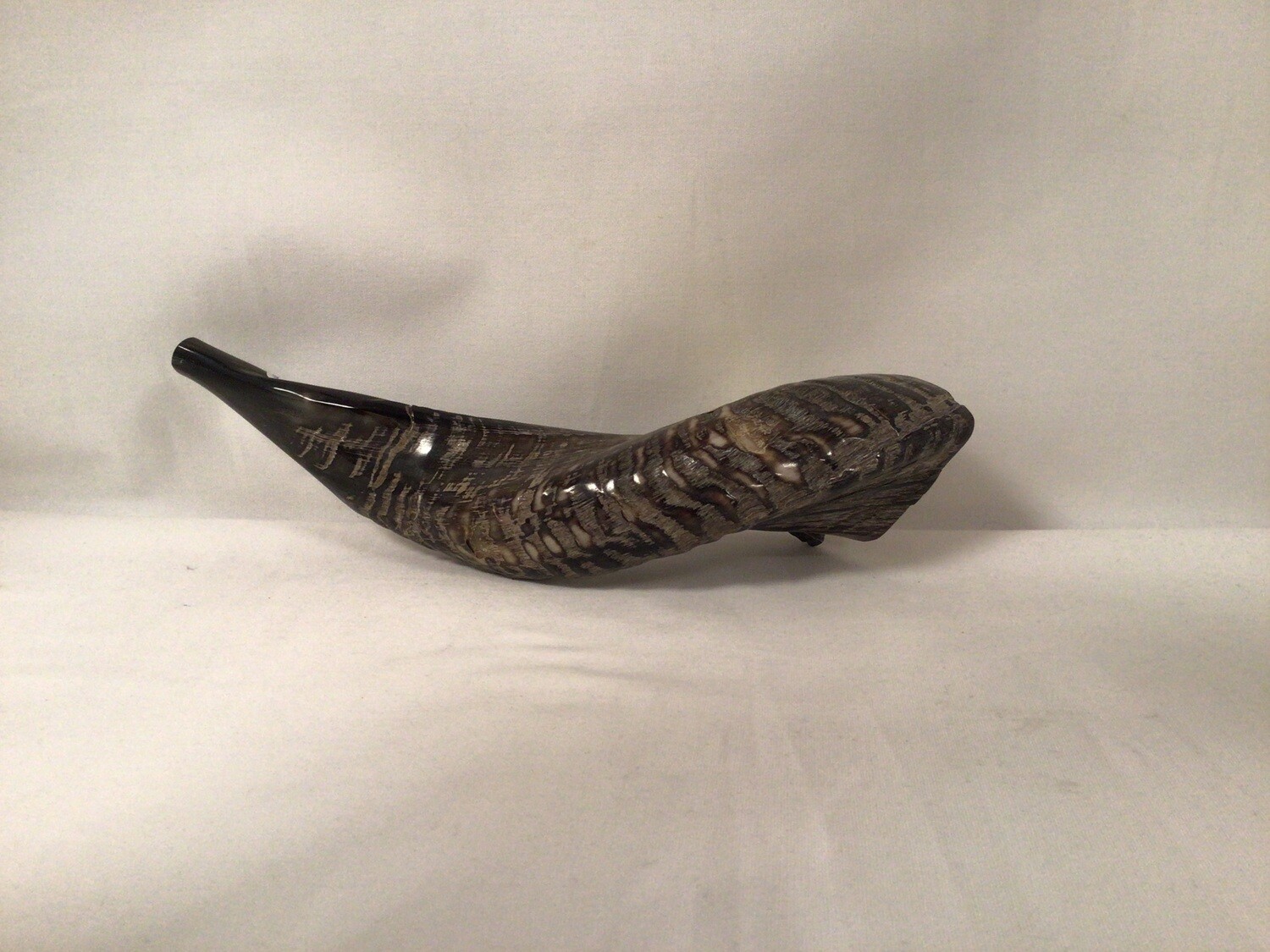  Black and Beige Natural Shofar