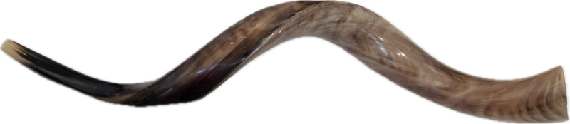 Large Polished Yemenite Shofar