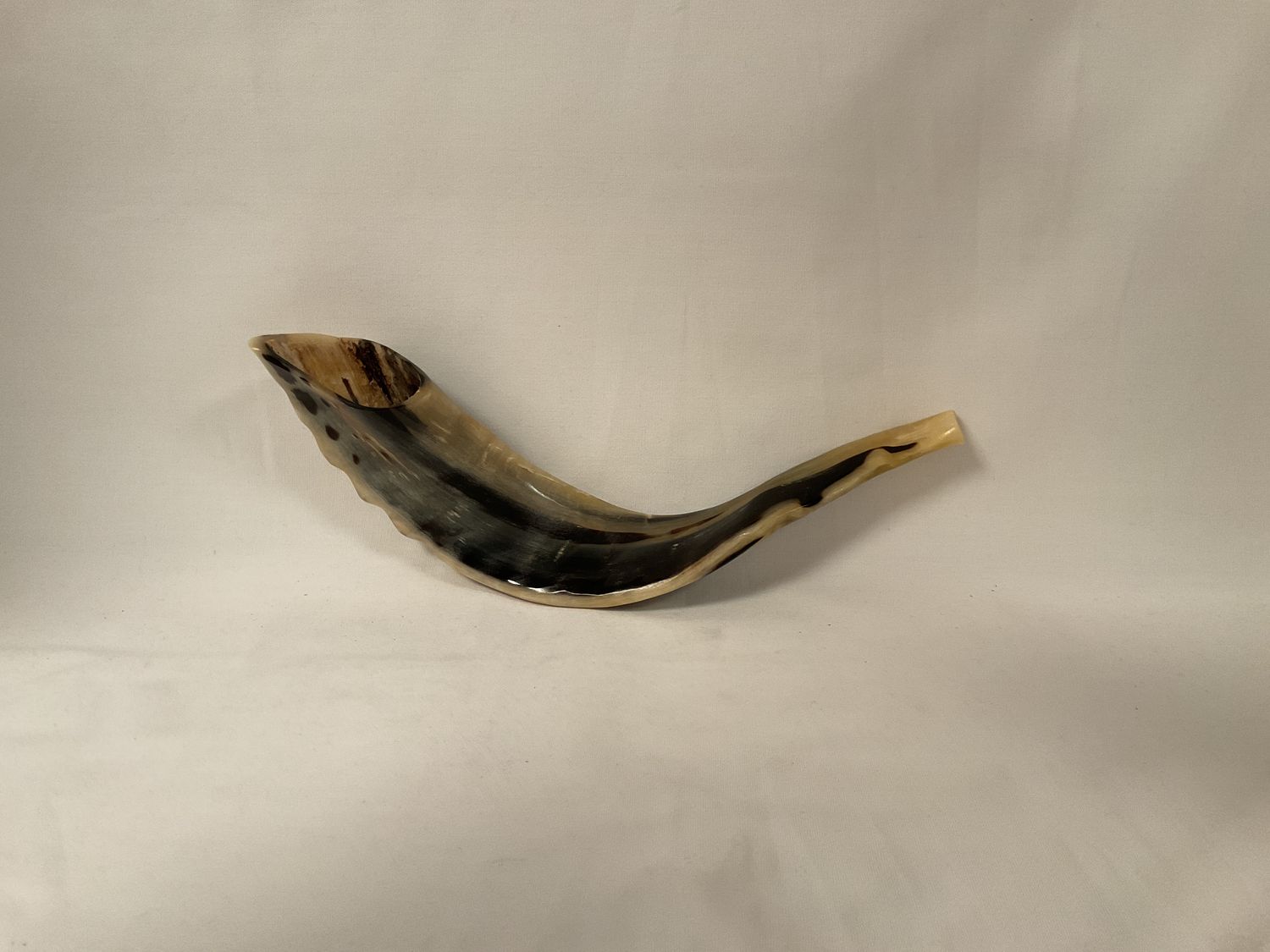 Beige and Black Polished Shofar Beige and Black Polished Shofar