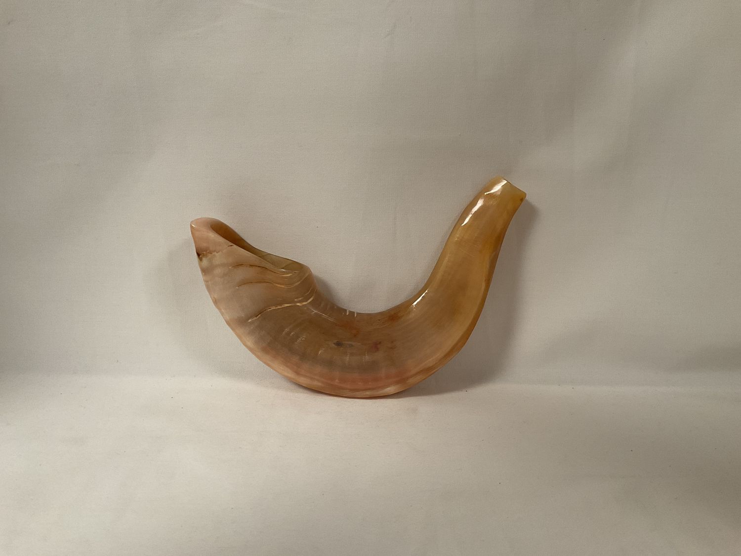 Beige Shofar Polished Beige Shofar Polished