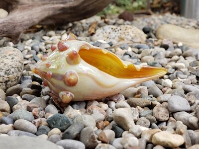 Hand Blown Glass Seashell