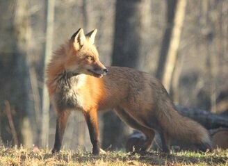 The Fox (Mp3)