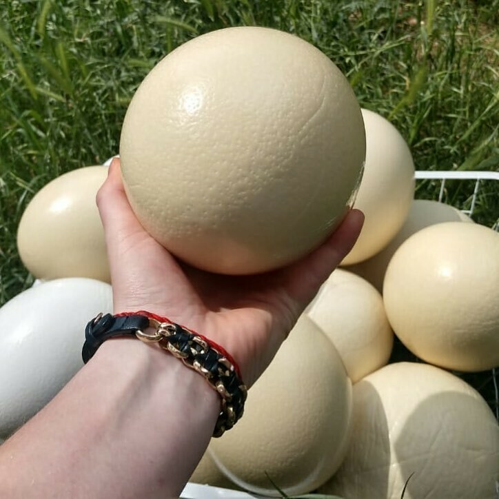 Ostrich Eggs