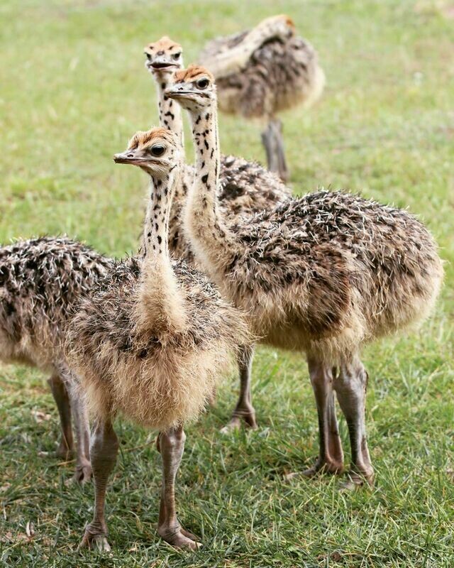 Months old  chicks