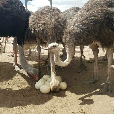 Mature ostriches