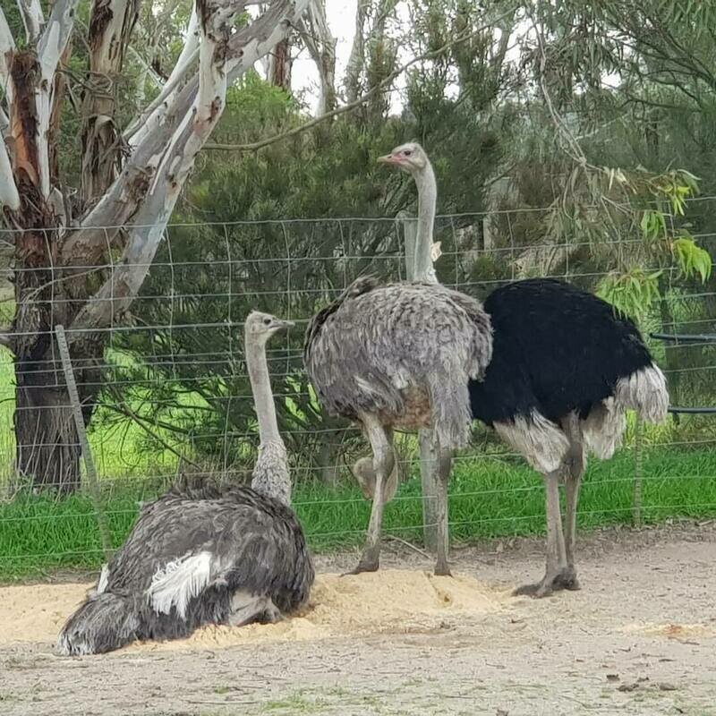 Ostrich Trio
