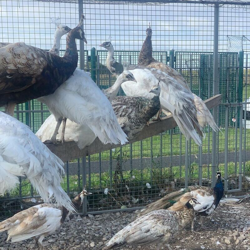 adult Peacock (chicks &amp; Eggs)