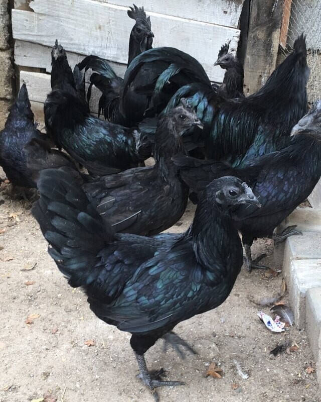 Other Exotic Birds