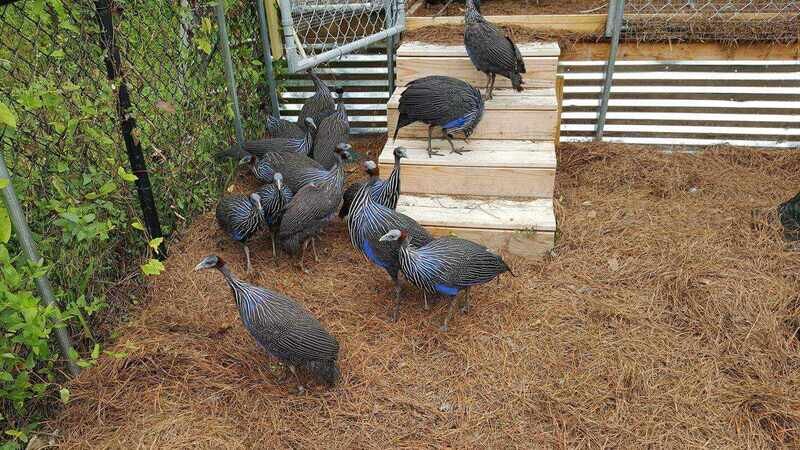 Vulturine ,crested , helmeted , cinnamon guinea fowl and keets